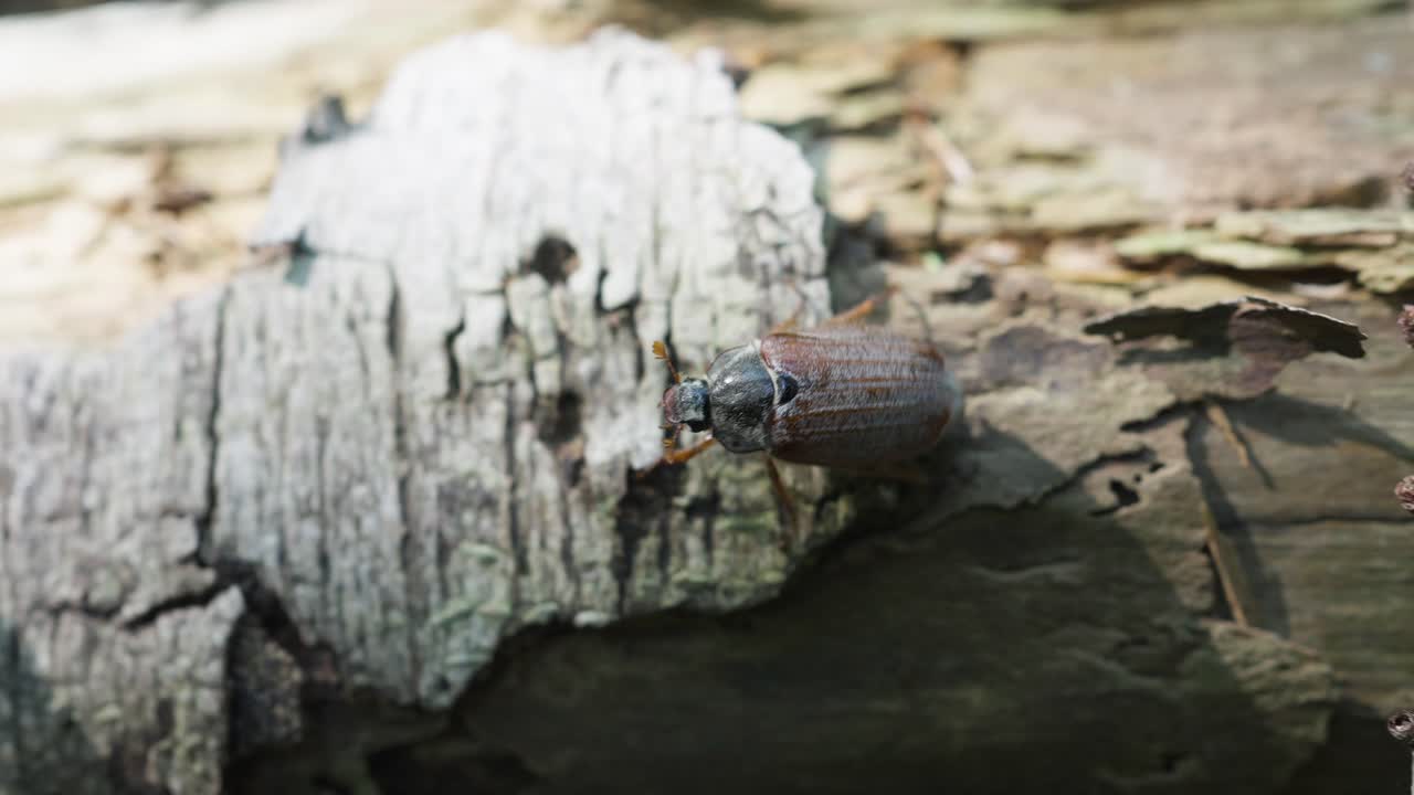 풍뎅이는 죽은 통나무 주위를 기어다니다가 땅에 떨어져 추적합니다.