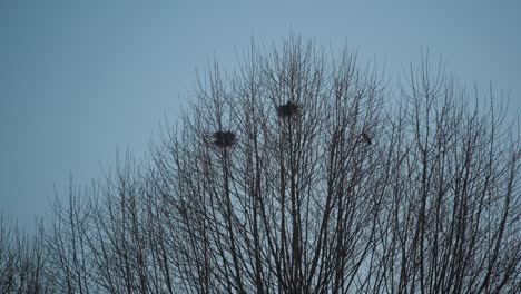 birds nests in trees