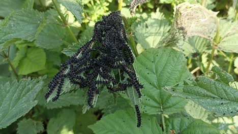 Caterpillars,-hanging-in-natural-environment-at-plant-vegetation-and-eating-a-leaf-during-daytime-with-sunshine-weather