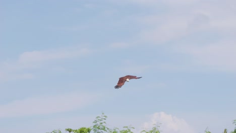 brahminy kite skillfully snatches a flying piece of meat mid-air