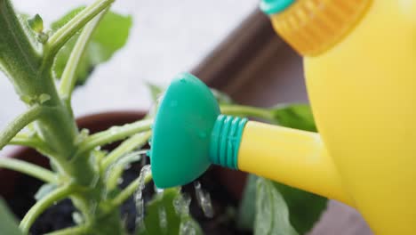 watering a plant with a yellow watering can