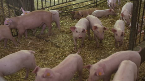 cerdos en granja ganadera cría de cerdos lechones jóvenes en el establo 55