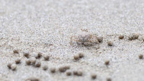 a ghost crab moves across sandy beach