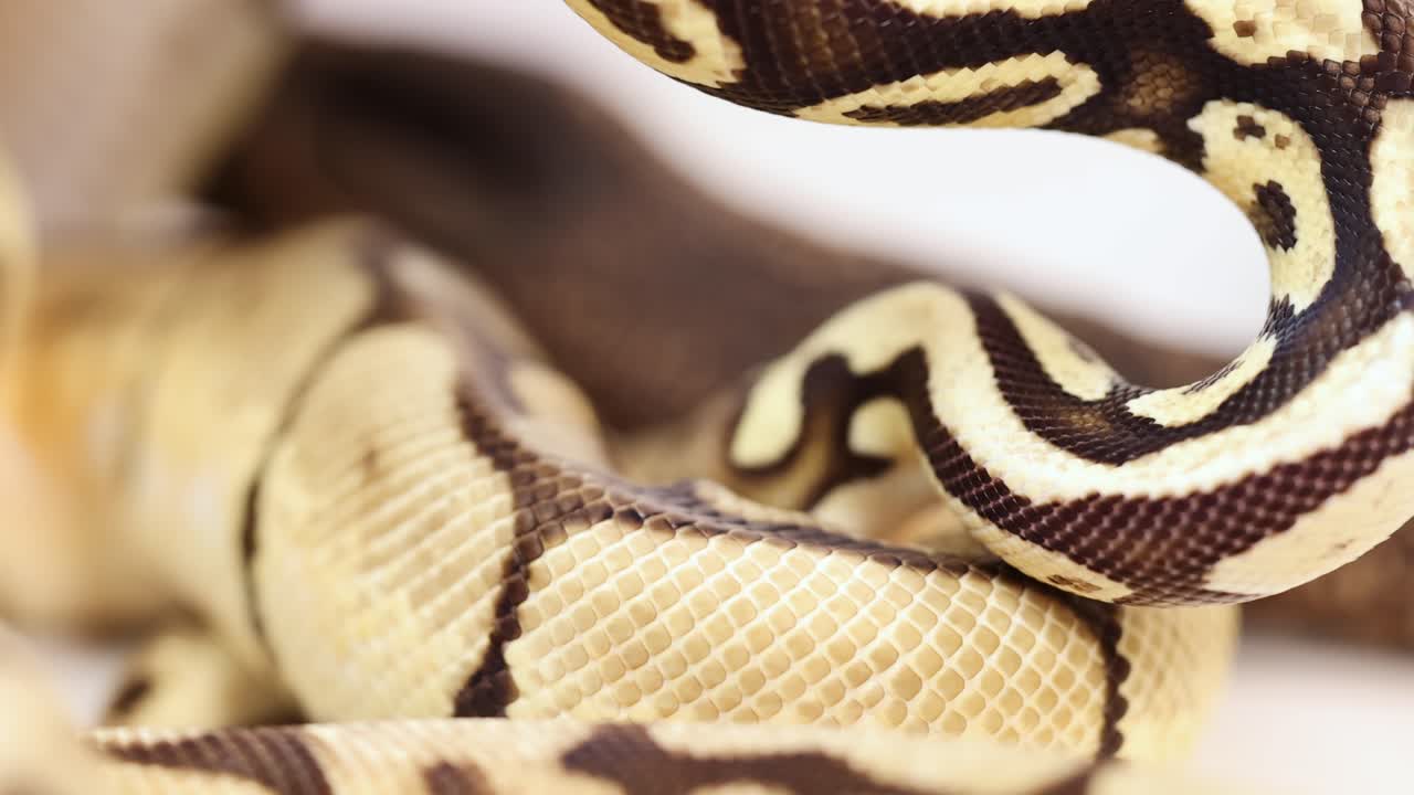 A corn snake moves gracefully, showcasing its intricate patterns and textures in a well-lit environment