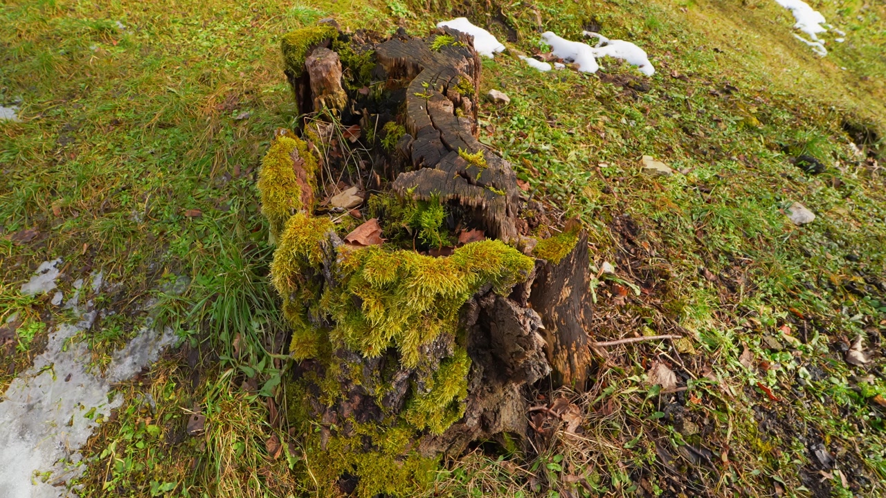 Close-up of a decaying tree stump covered in bright moss on a grassy slope, showing natural rot, spring thaw, and rich woodland texture in soft sunlight.