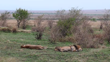 lion pair taking a nap at the maasai mara national reserve in kenya