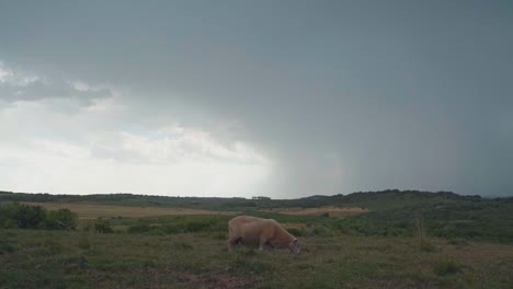 Ovejas-Felices-Pastando-Libremente-En-Una-Colina-Bajo-La-Lluvia-Afuera-En-La-Naturaleza,-Tarde