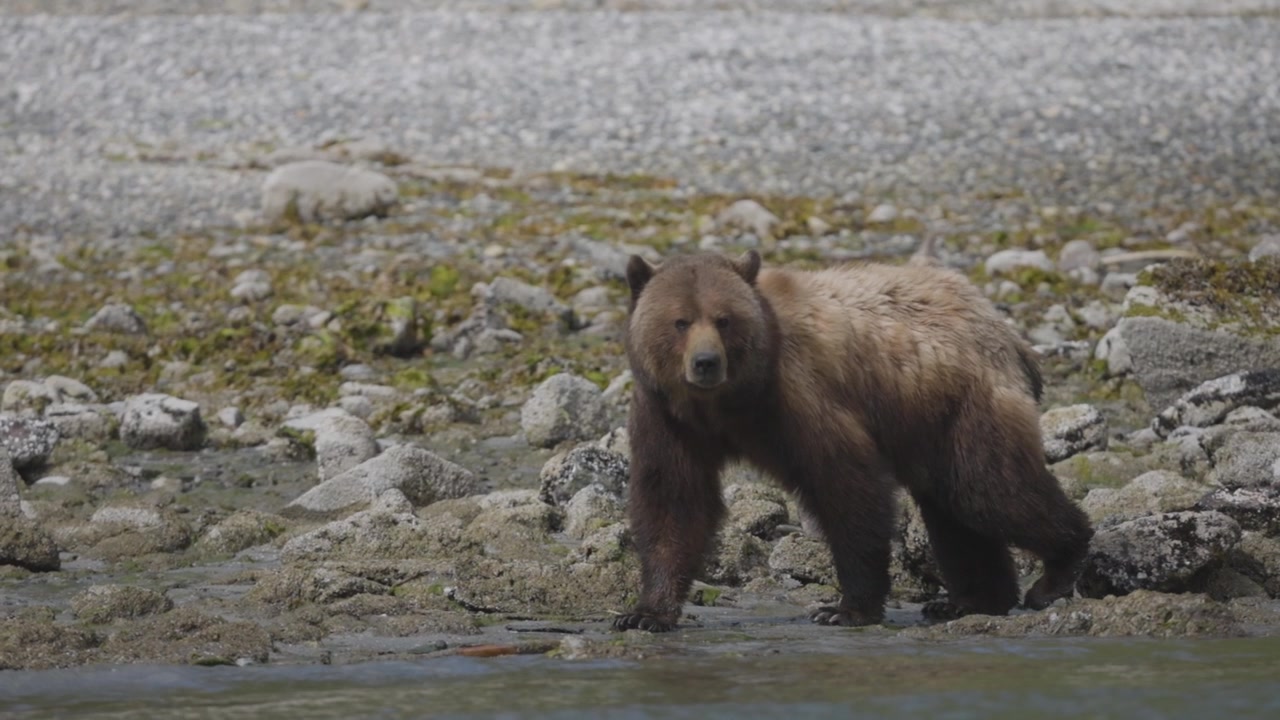 Un'inquadratura cinematografica di un grande orso grizzly marrone che cammina lungo una costa rocciosa. Autentico comportamento della fauna selvatica nel suo habitat naturale, adatto per documentari sulla sostenibilità e sull'ambiente