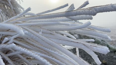 Thick-hoar-frost-on-Long-blades-of-grass