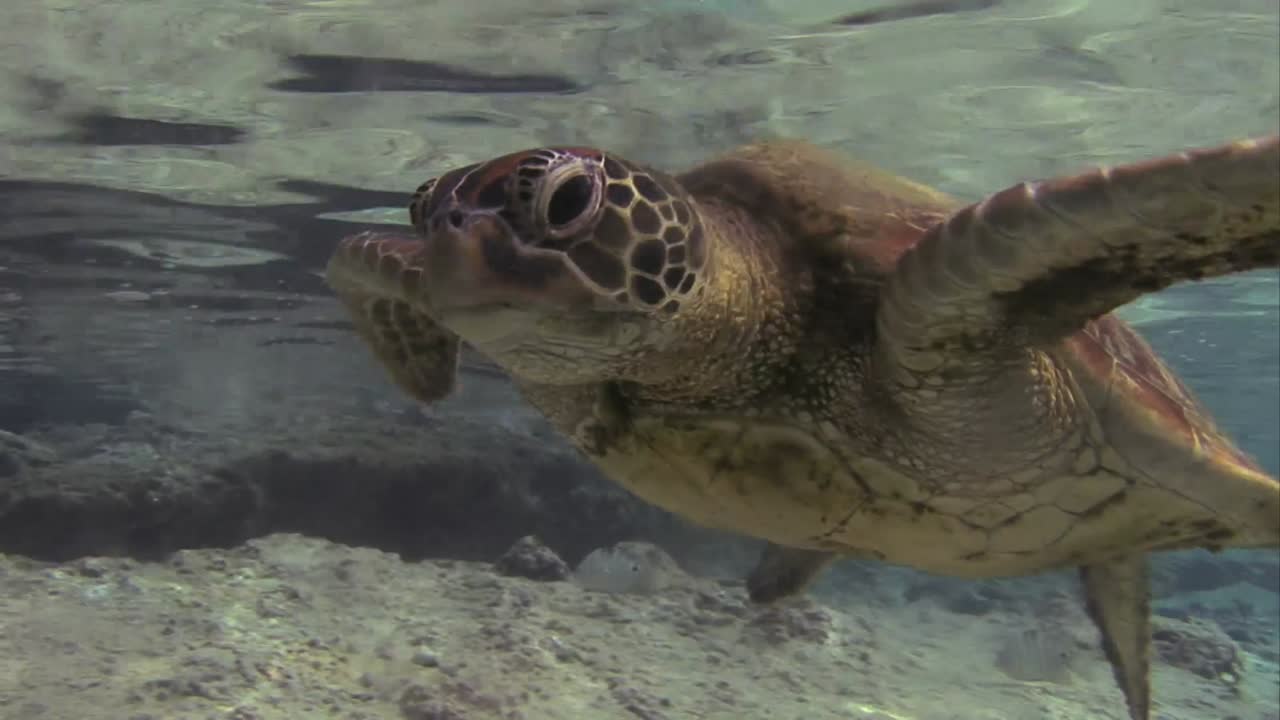 Underwater Turtle