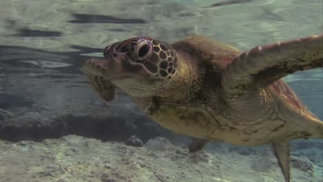 Unterwasserschildkröte