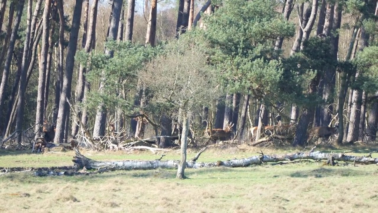 Natuurtafereel met herten op het veld in Nationaal Park De Hoge Veluwe, Nederland. Statisch shot.
