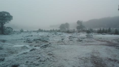 cinematic drone footage flying out from the cover of ancient scots pine trees in freezing fog towards a river and winter moorland