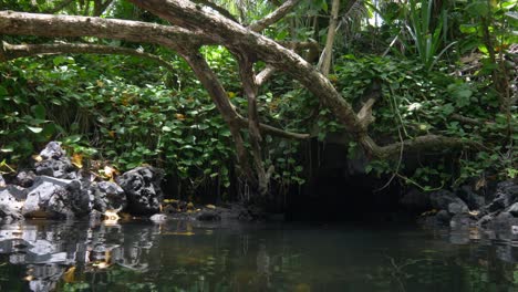 Reflejo-De-La-Luz-Que-Causa-Patrones-En-Los-árboles-De-La-Jungla-Que-Rodea-Esta-Piscina-Termal