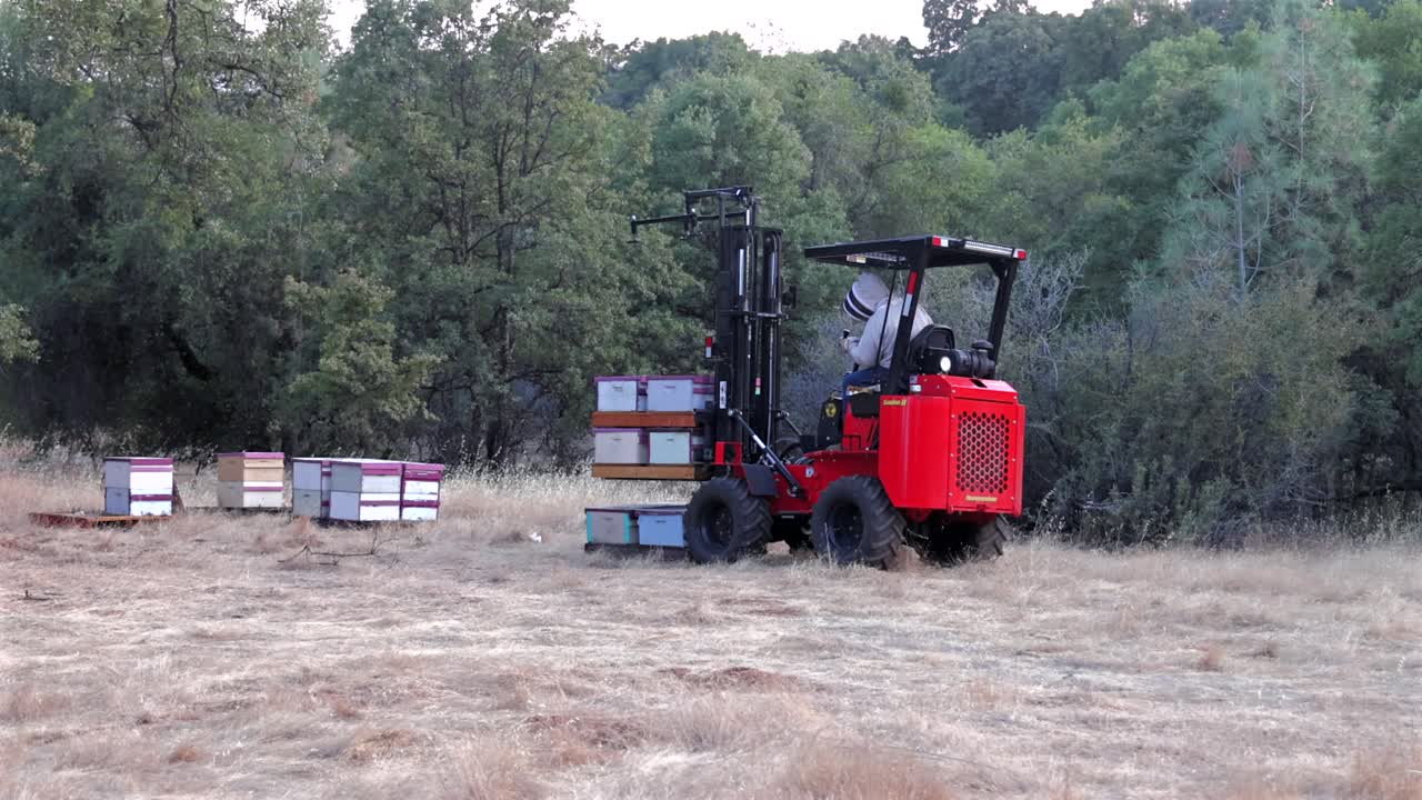 Carrello elevatore fuoristrada Hummerbee che trasporta alveari impilati attraverso un prato secco rurale della California durante la stagione commerciale dell'impollinazione delle mandorle.