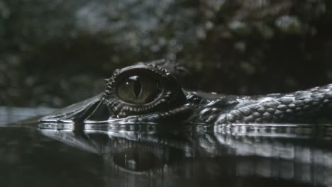 eye of a juvenile alligator with reflection on the water