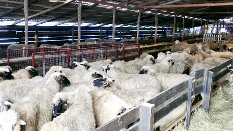 sheep and lambs on farm animals