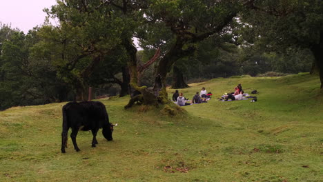 wide shot of black cow grazing and group of people practicing yoga outdoors on grassy hill