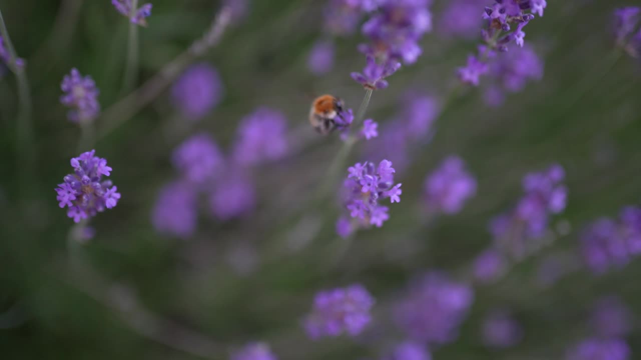 Bee collects nectar from vibrant purple lavender flowers in soft natural light close up