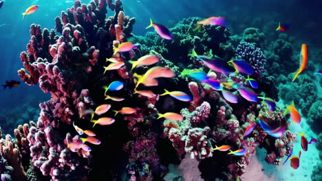 vibrant coral reef with fish