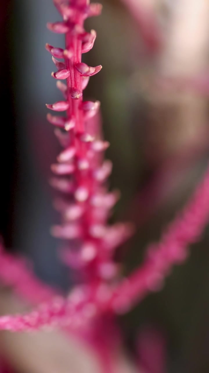 Una vista dettagliata della struttura intricata di un fiore rosa, catturata con illuminazione soffusa e profondità di campo ridotta.