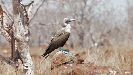 A-beautiful-Blue-footed-booby-sits-on-a-rock-under-a-tree-in-the-hot-sun-on-North-Seymour-Island,-near-Santa-Cruz-in-the-Galapagos-Islands