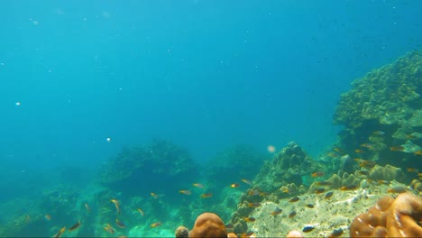 una aventura en el océano bajo las olas de tailandia y ver una escuela de pargos de cola amarilla junto a los corales - bajo el agua