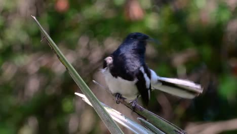 the oriental magpie-robin is a very common passerine bird in thailand in which it can be seen anywhere