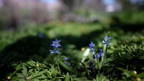 flores azules de primavera en cámara lenta