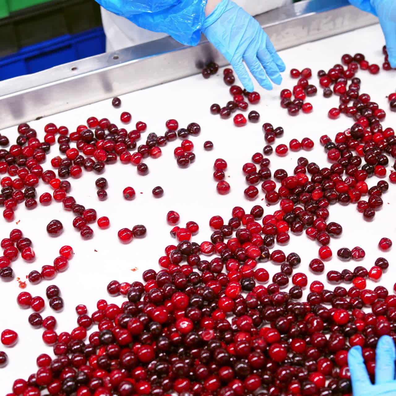 Cherries on a conveyor belt. Employees in blue gloves sorting cherries. Red ripe cherries on a white conveyor belt on a food factory.