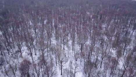 Aerial-shot-of-the-forest,-with-panning-into-the-horizon