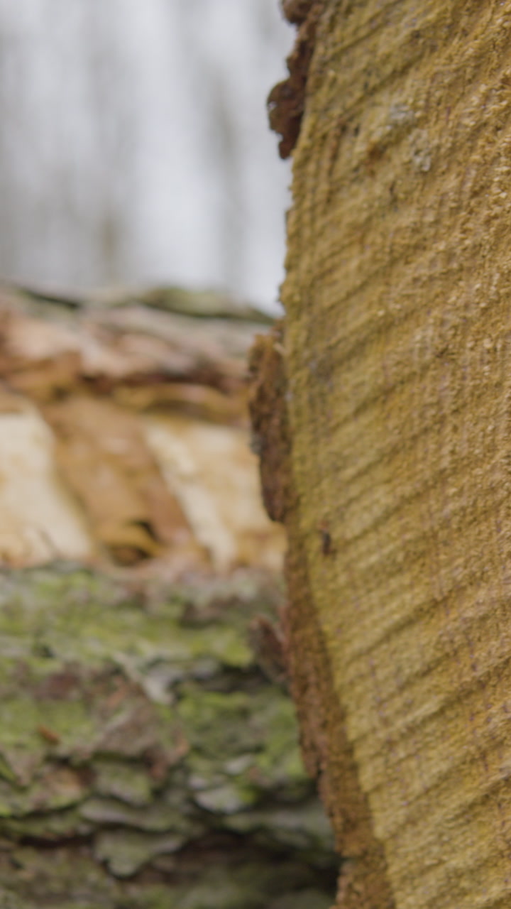 A vertical macro shot showing the detailed bark and growth rings of a freshly cut tree log. Ideal for forestry, timber industry, and environmental conservation content.