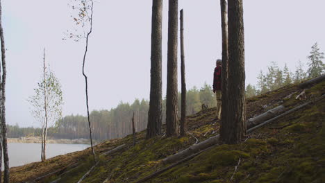 lonely hiker is walking down from slope with old high pines hiking and backpacking in woodland area