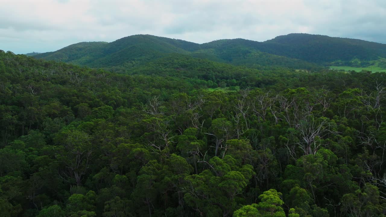 Dense Forest and Rolling Hills Under Cloudy Sky