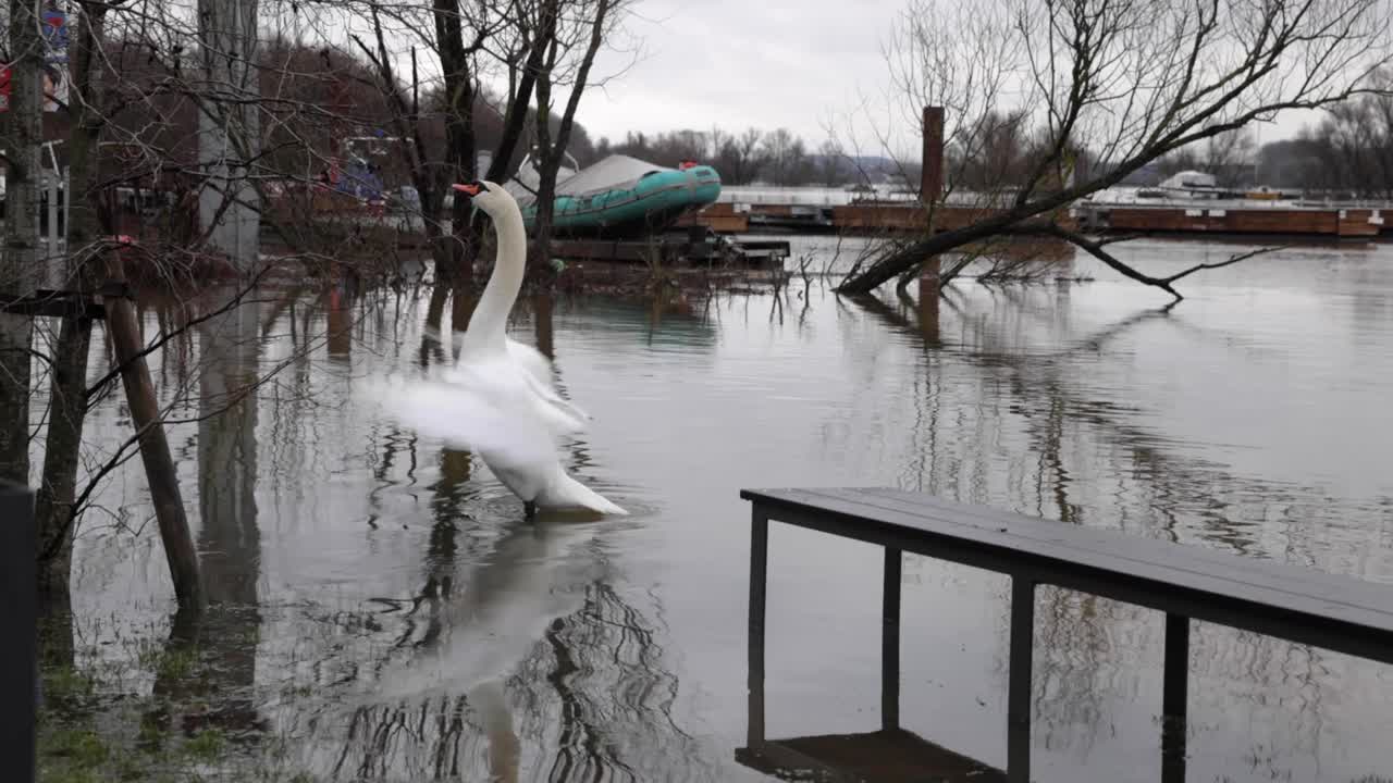 Swan Standing And Flapping Wings On Flooded Street With Fallen Trees On The Background. wide shot