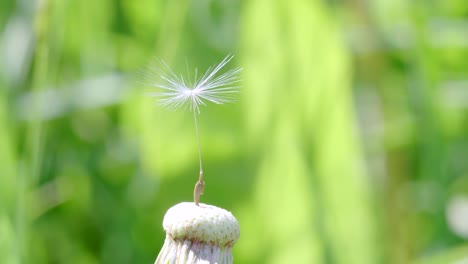 last seed on dandelion