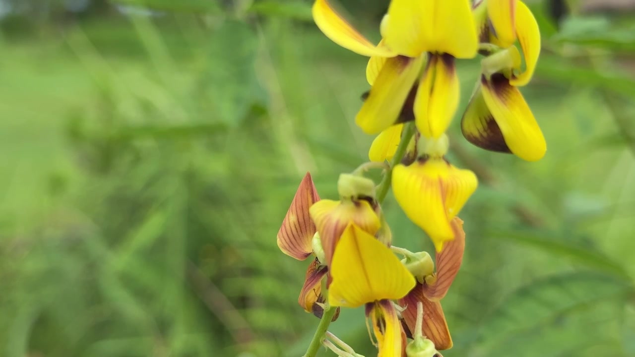 Fiori gialli vivaci che ondeggiano dolcemente in un ambiente verde naturale.