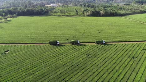 a shipment of green tea in a green tea plantation field