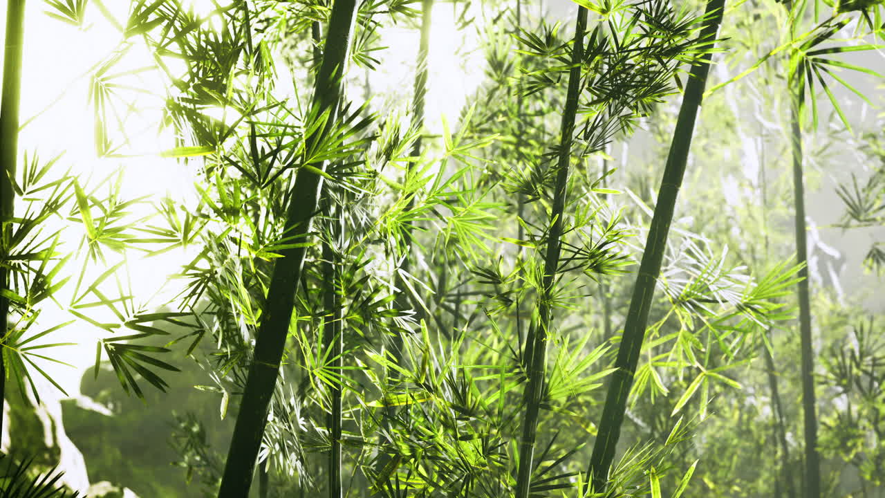 Serene bamboo grove lit by soft morning light