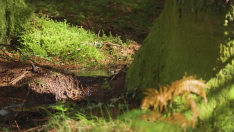 a shallow creek between moss-covered trees in the sunlit forest