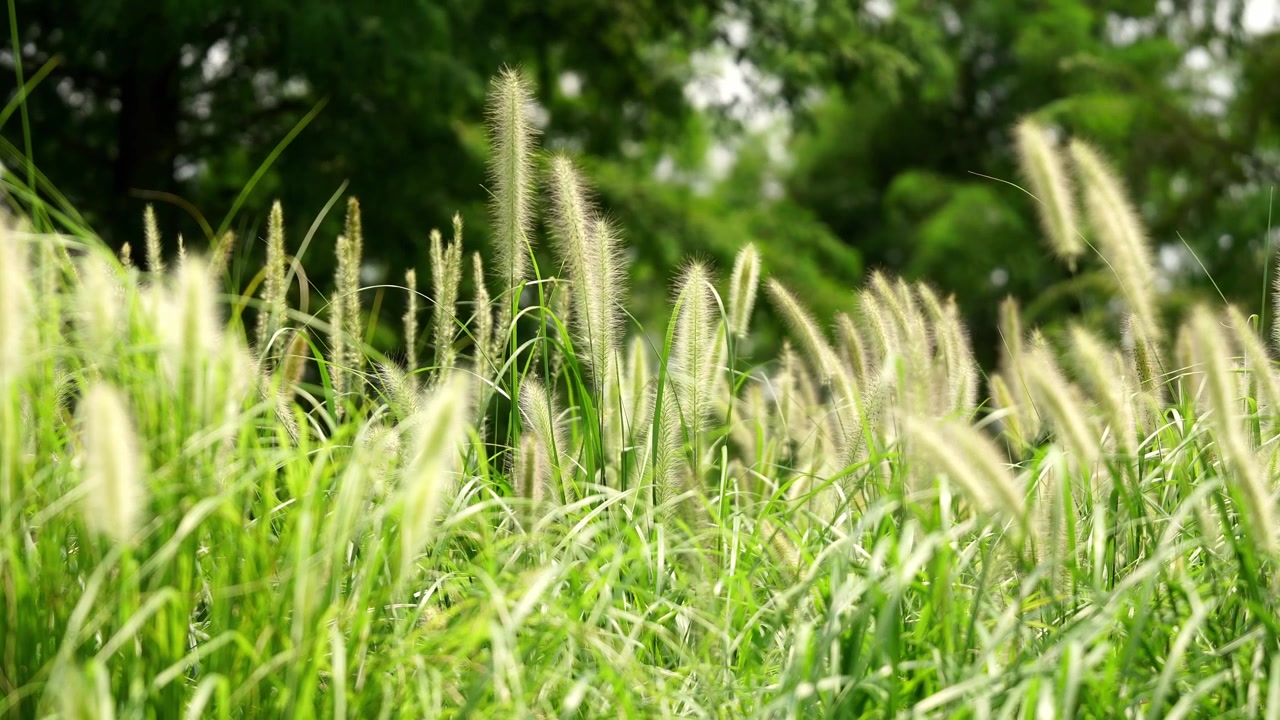 Kinowy widok trawy fontannowej w naturze (4K25p).