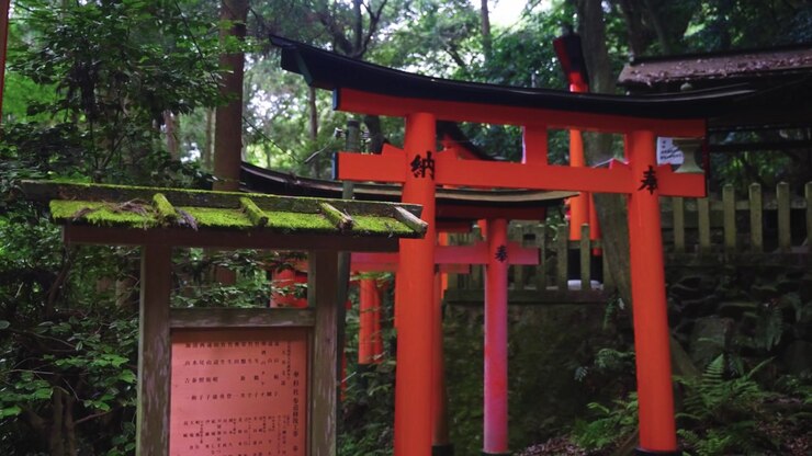 Cancelli Torii in una giornata piovosa e muschiosa a Fushimi Inari Taisha, panoramica lenta a Kyoto
