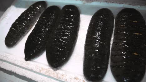 sea cucumber on a white background