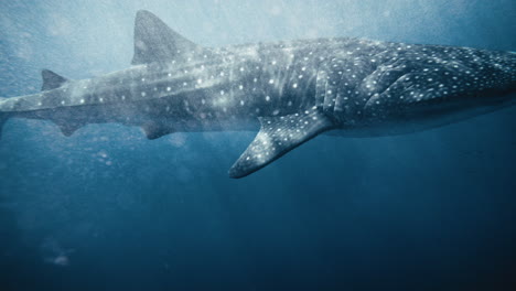 primer plano medio del tiburón ballena con burbuja de aire bokeh girando en cámara lenta