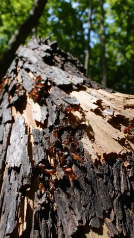 red and black ants on a broken tree trunk in forest