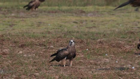 Front-center-of-the-frame,-two-Black-eared-kite-milvus-lineatus-are-standing