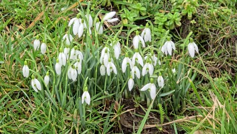 Schneeglöckchen,-Schneeglöckchen,-Sind-Die-Ersten-Blumen-Im-Garten-Im-Frühling