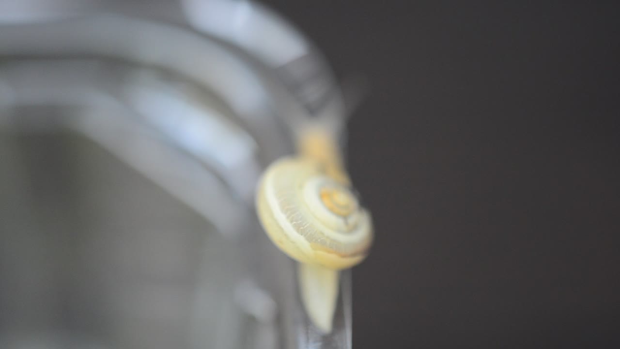 Snail and plastic container. The snail creeps