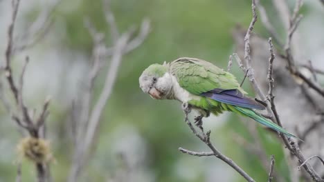 Monk-parakeet-bird-stands-perched-on-branch-gazing-and-cleaning-feathers