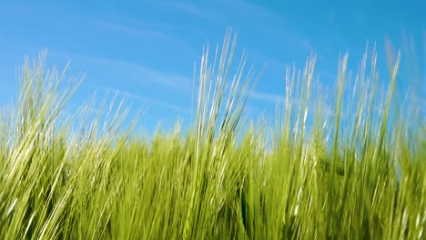 field of green wheat ears against blue sky